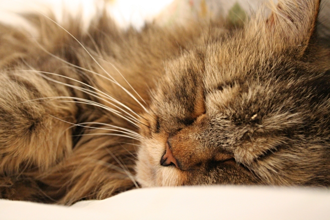 Let sleeping cats lie.