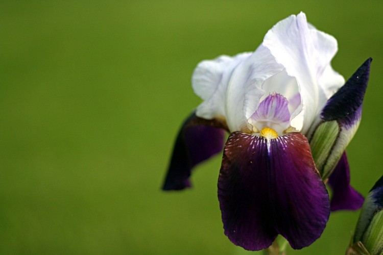 Purple, white, green.