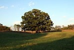 A white oak witness tree.