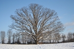 A snowy white oak.