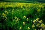 Wild mustard.