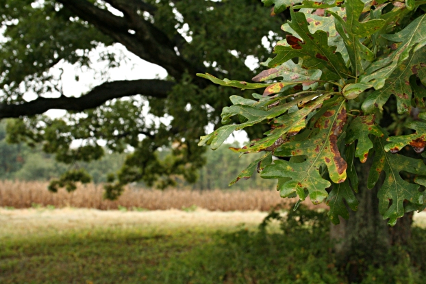 Oak leaves.