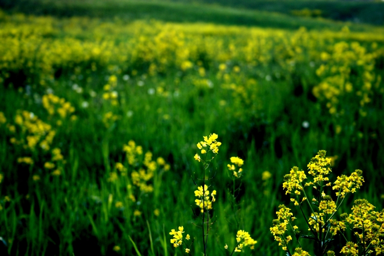 Wild mustard.