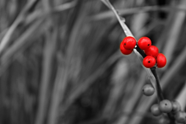 Winterberry.